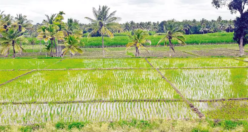 Rabi Crop Insurance Crisis: Farmers Left Unprotected