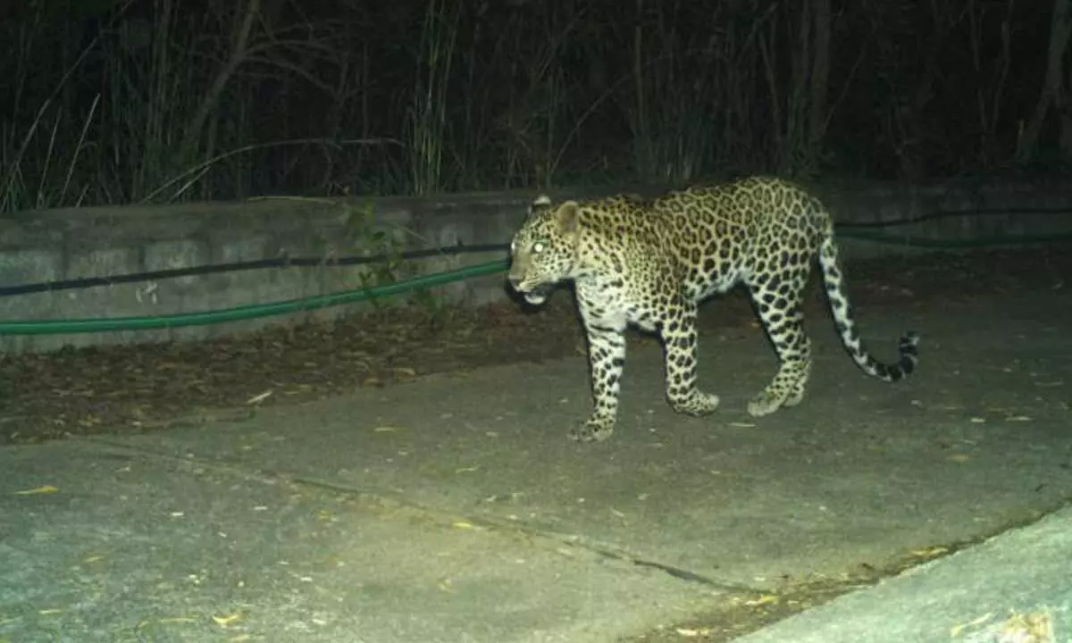 Leopard Spotted on Tirumala Alipiri Footpath, Devotees Alarmed