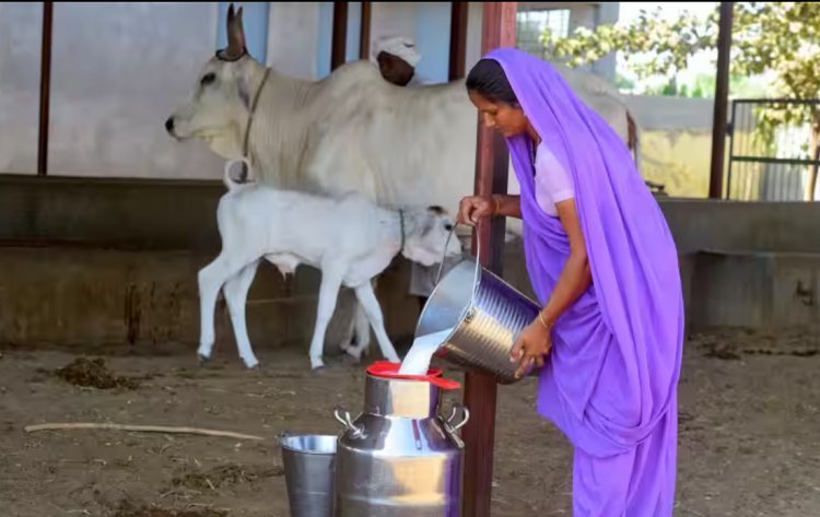 TN govt sanctions Rs 57 cr to distribute free milch cows to rural women